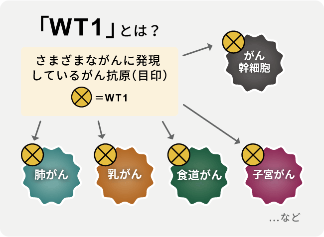 WT1とは？