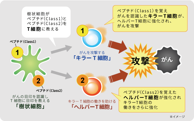 次世代型がん抗原「WT1ペプチドカクテル」を使った樹状細胞ワクチン療法