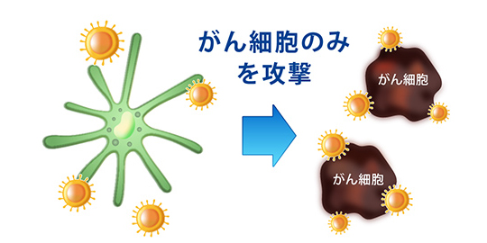 がん細胞のみを攻撃