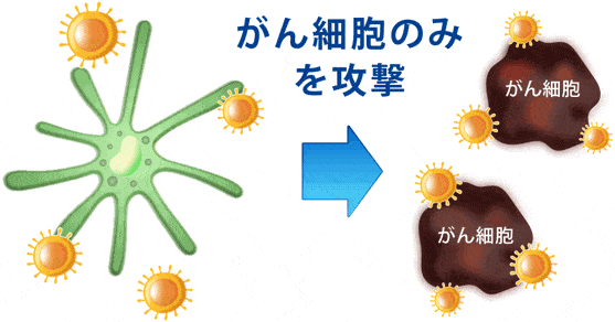 がん細胞のみを攻撃