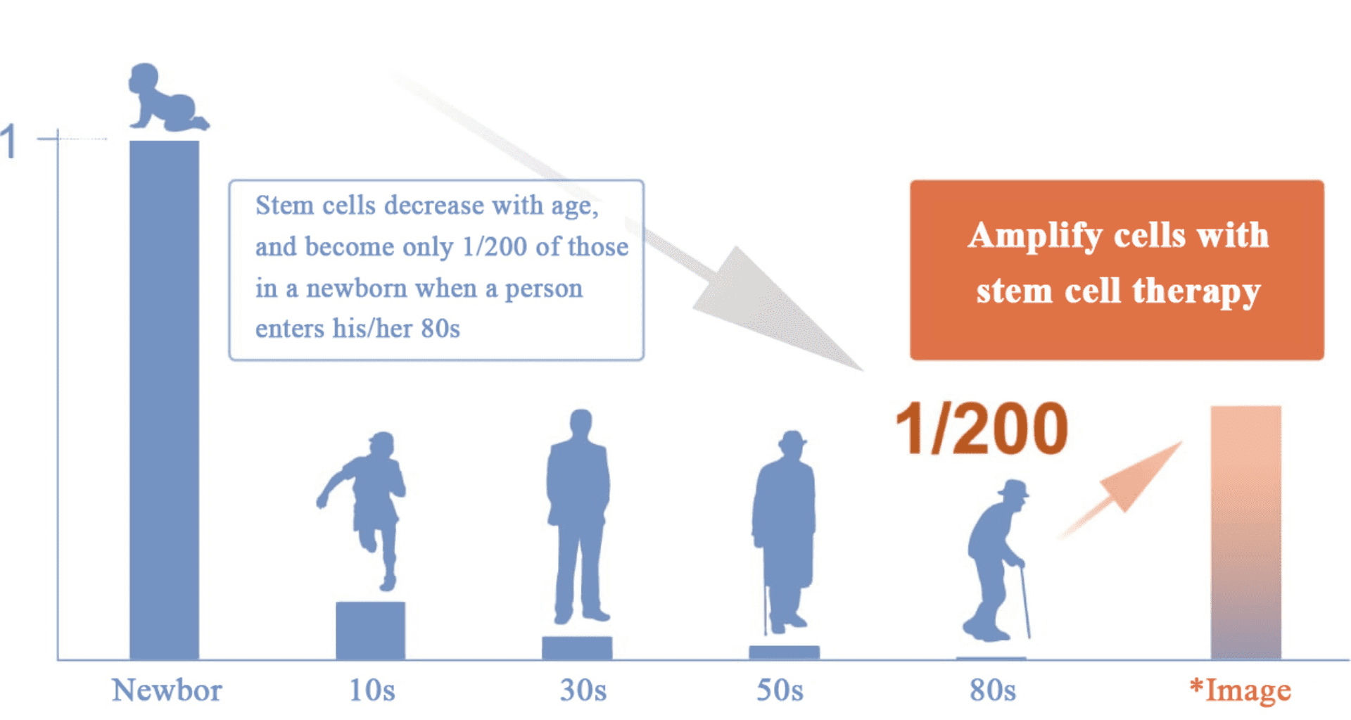Stem cells decrease with age, and become only 1/200 of those in a newborn when a person enters his/her 80s. Amplify cells with stem cell therapy.