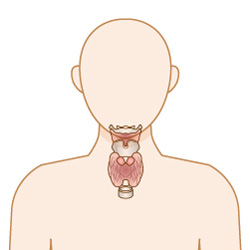 甲状腺癌（がん）