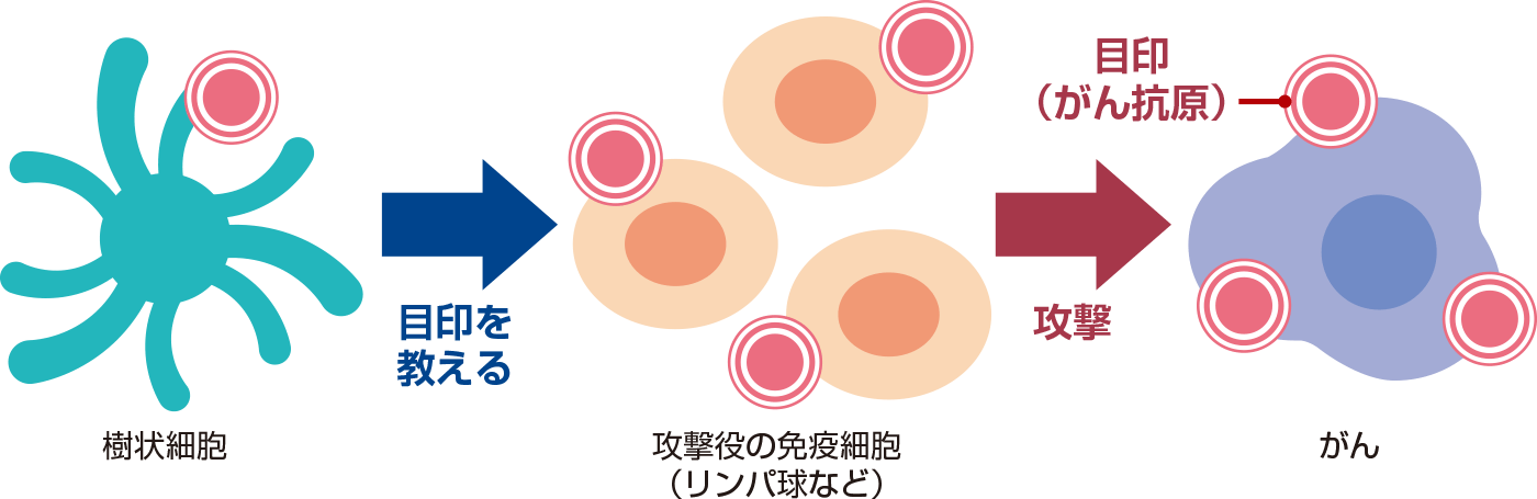 樹状細胞ワクチン療法とは？の説明図