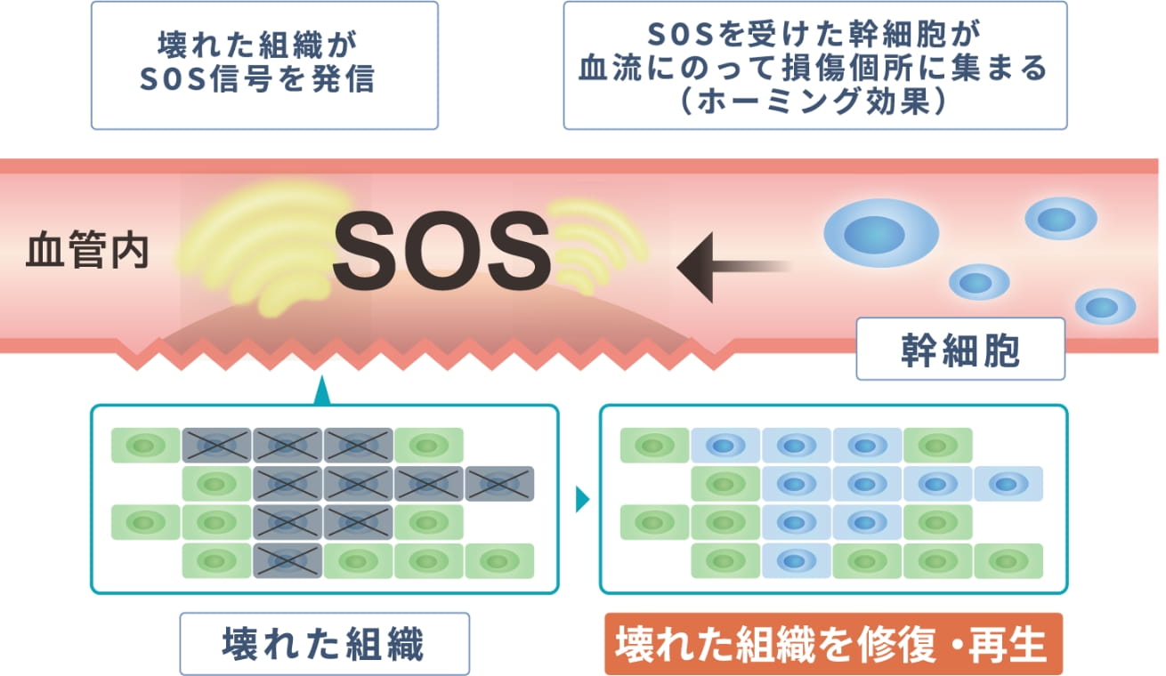 損傷組織を自動修復するホーミング効果
