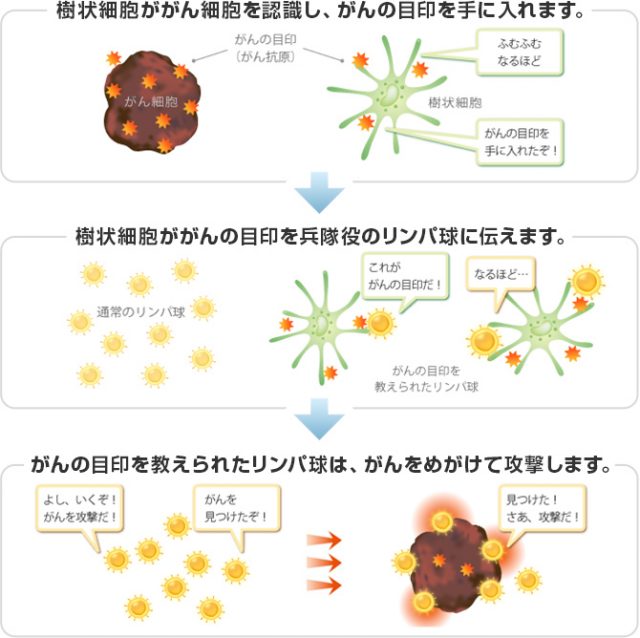 樹状細胞ががん細胞を認識し、がんの目印を手に入れます。 樹状細胞ががんの目印を兵隊役のリンパ球に伝えます。 がんの目印を教えられたリンパ球は、がんをめがけて攻撃します。