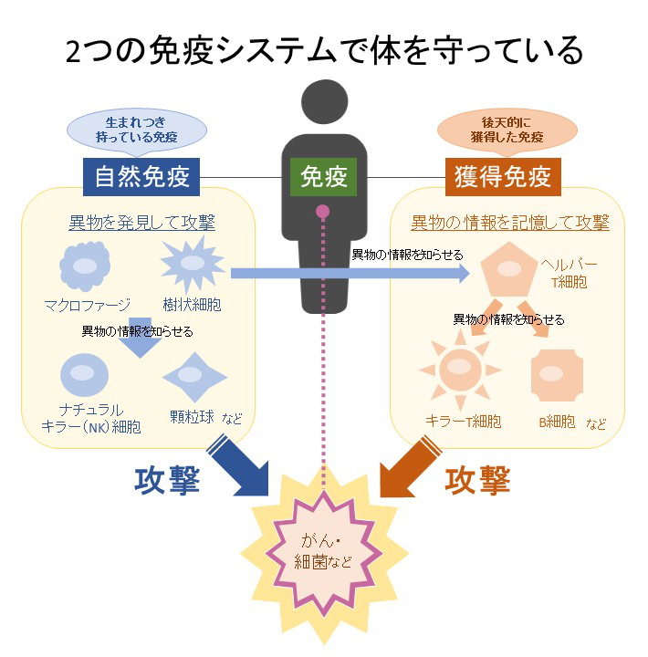 2つの免疫システムで体を守っているイメージ図