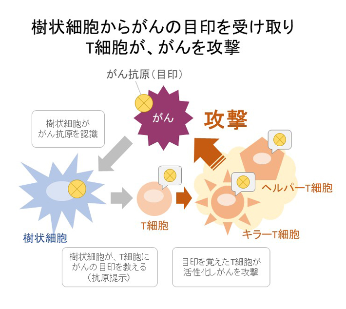 樹状細胞からがんの目印を受け取りT細胞が、がんを攻撃のイメージ図