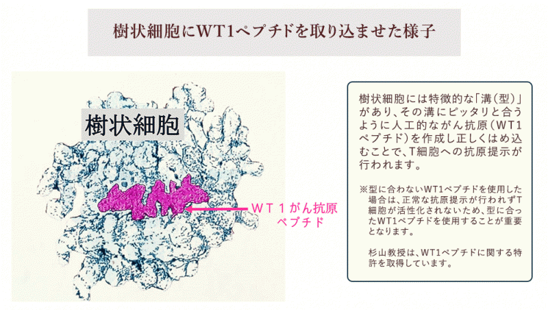 樹状細胞にWT1ペプチドを取り込ませた様子の図
