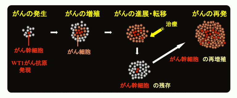 がんの発生 がんの増殖 がんの進展・転移 がんの再発