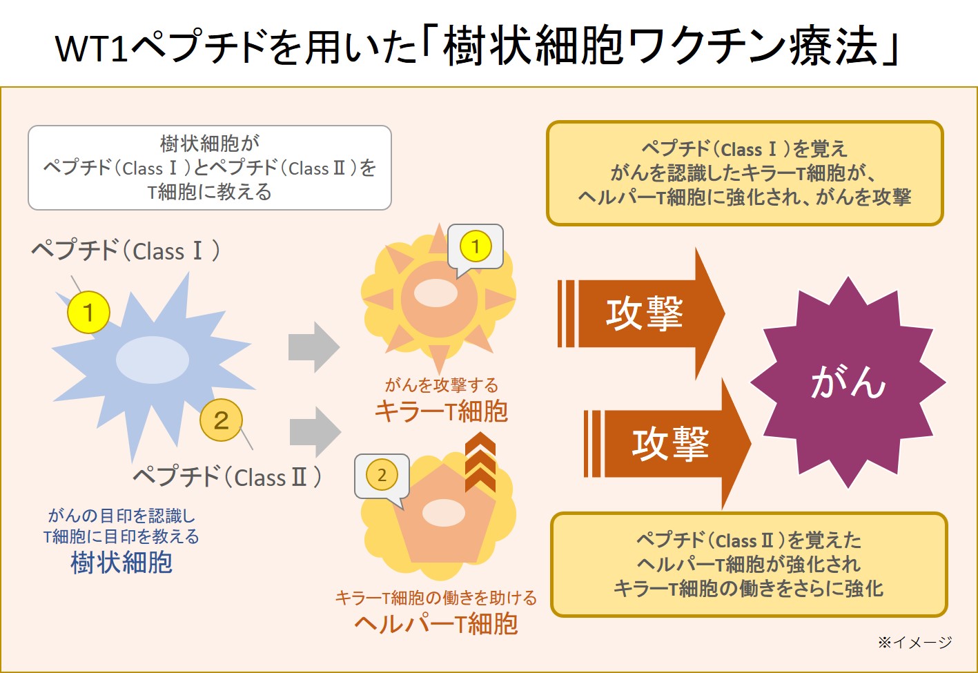 WT1ペプチドを用いた「樹状細胞ワクチン療法」の図