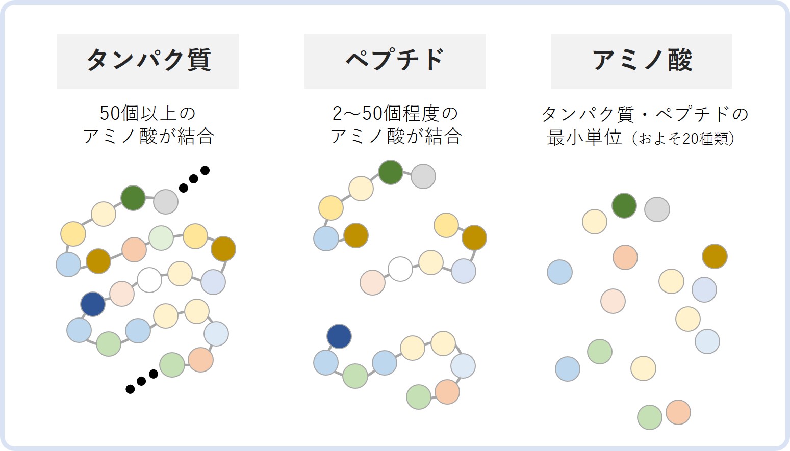 タンパク質・ペプチド・アミノ酸の図