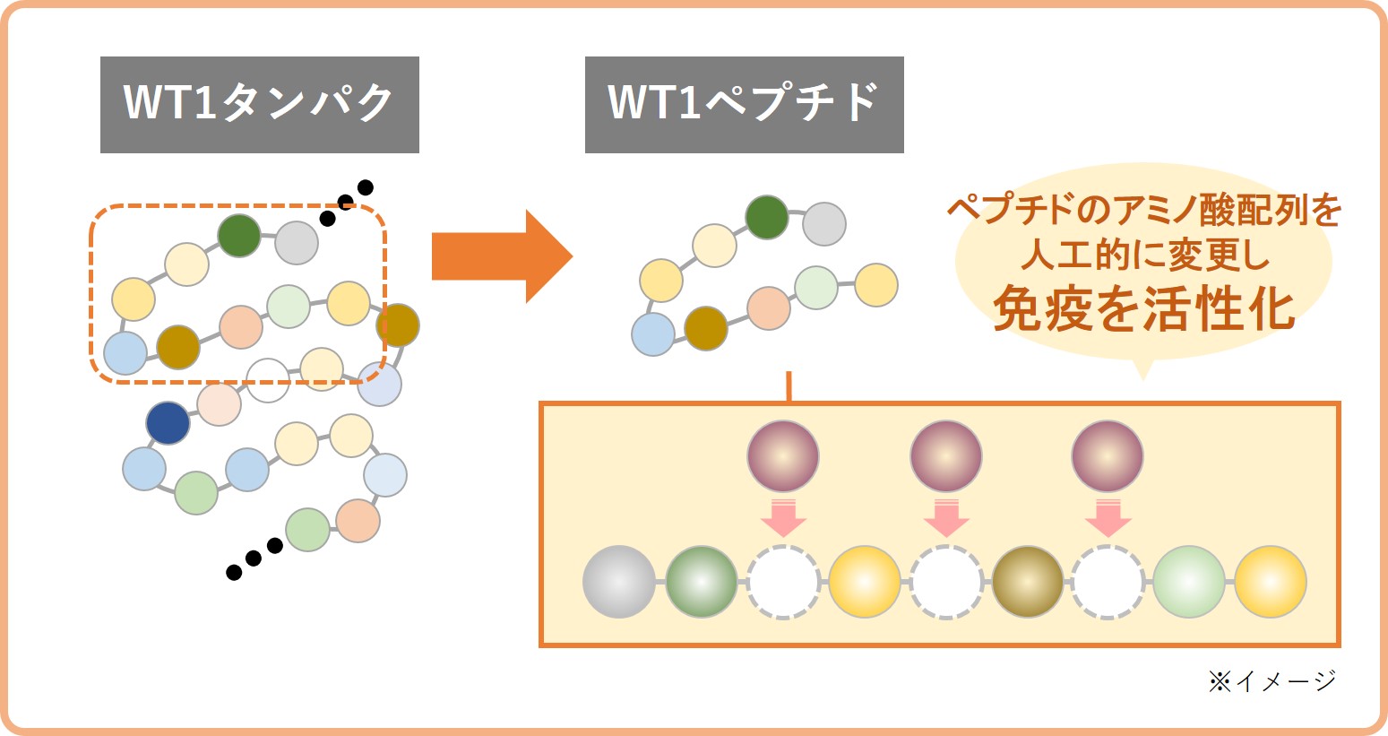 WT1タンパク・WT1ペプチドの図