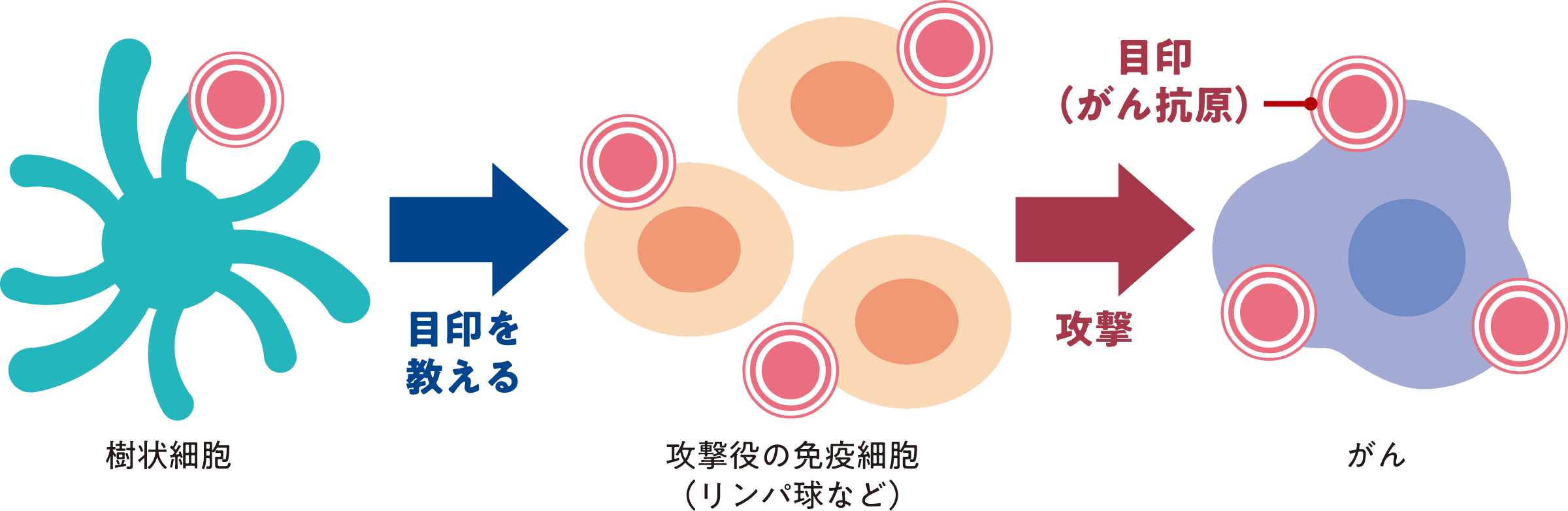 樹状細胞ワクチン療法によるがん治療イメージ