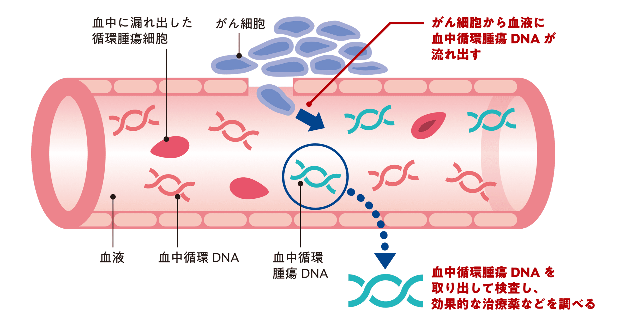 がんに関わるDNAやがん細胞の断片を検出するイメージ図