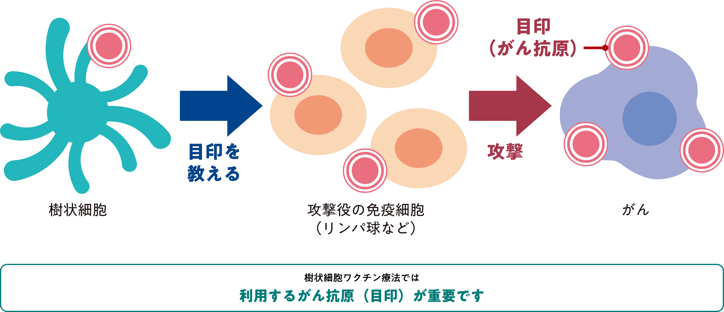 樹状細胞ワクチン療法によるがん治療イメージ