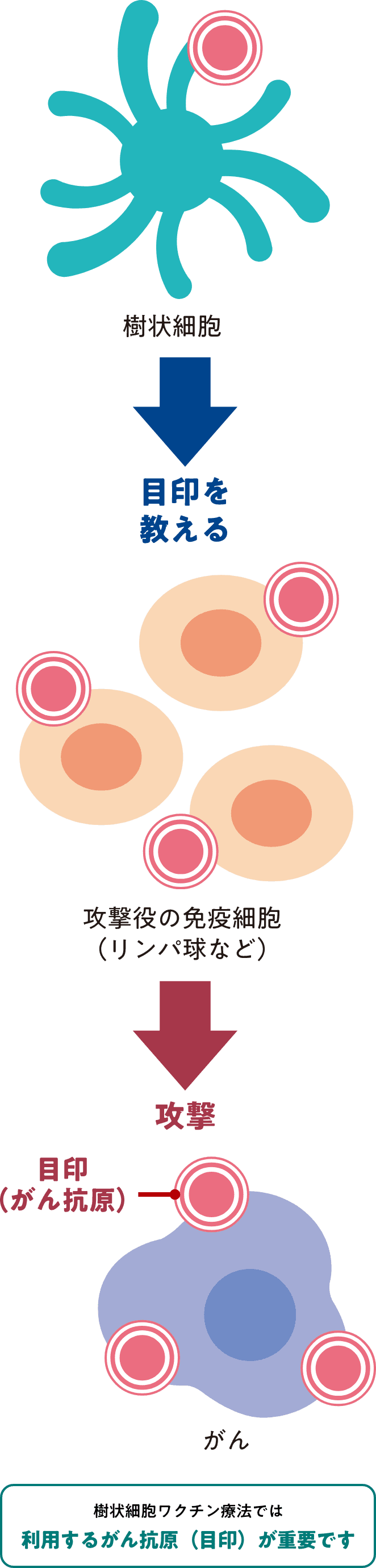 樹状細胞ワクチン療法によるがん治療イメージ