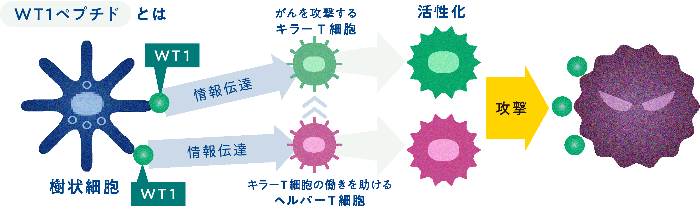 WT1樹状細胞ワクチン療法のしくみの図