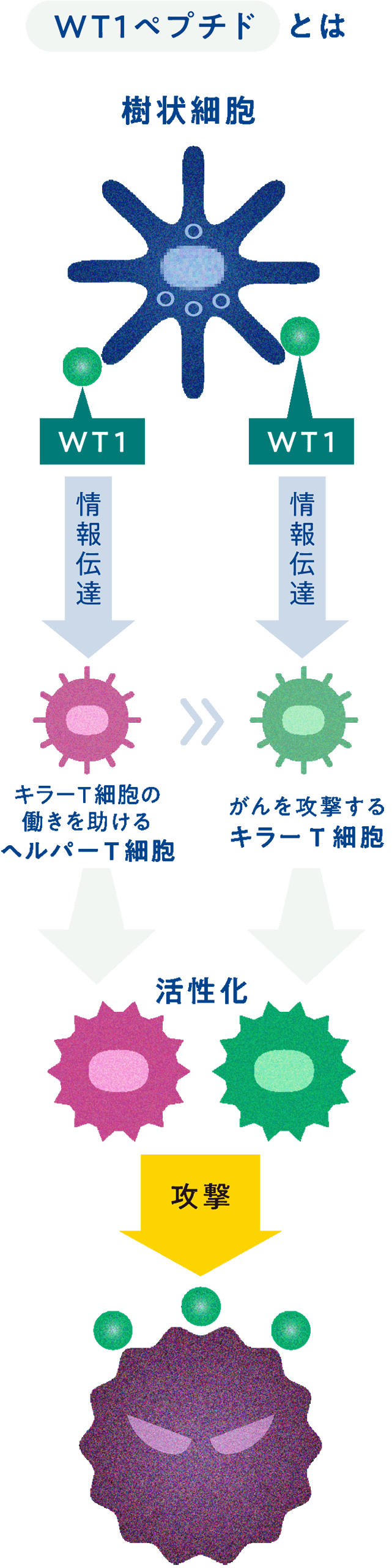WT1樹状細胞ワクチン療法のしくみの図