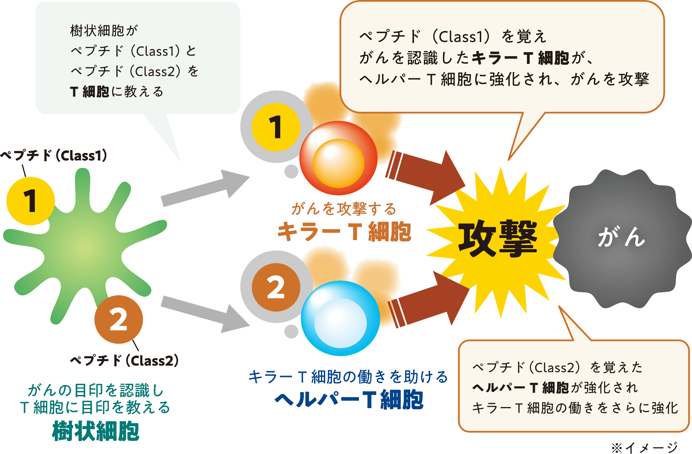 WT1樹状細胞ワクチン療法イメージ