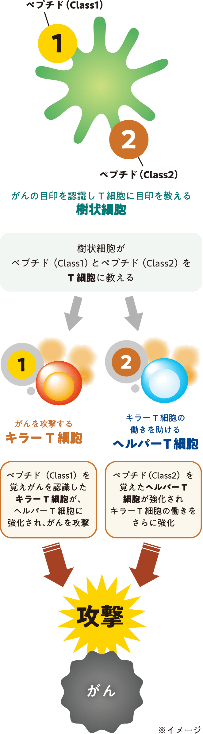 WT1樹状細胞ワクチン療法イメージ