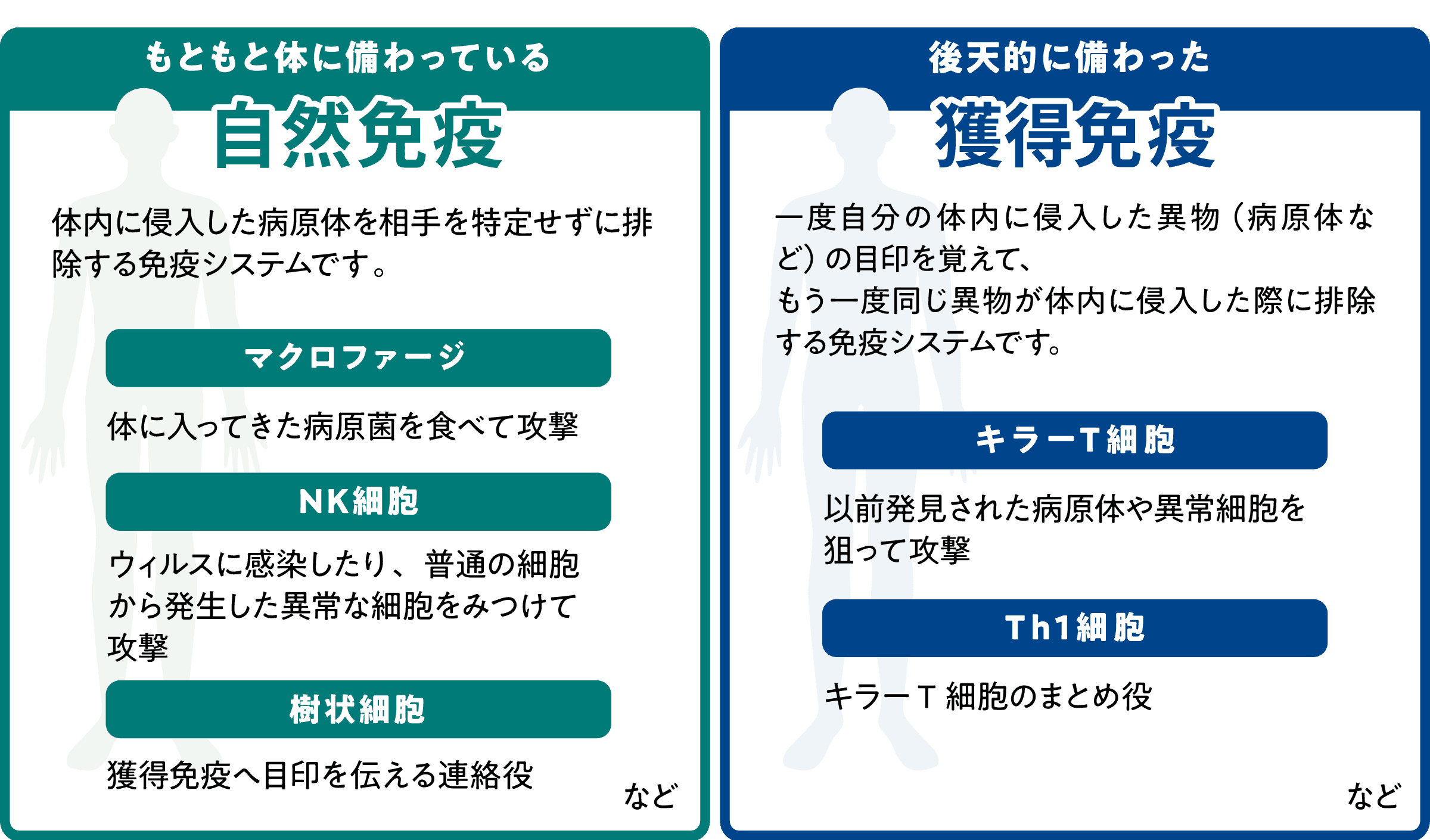 免疫システムの働きの図