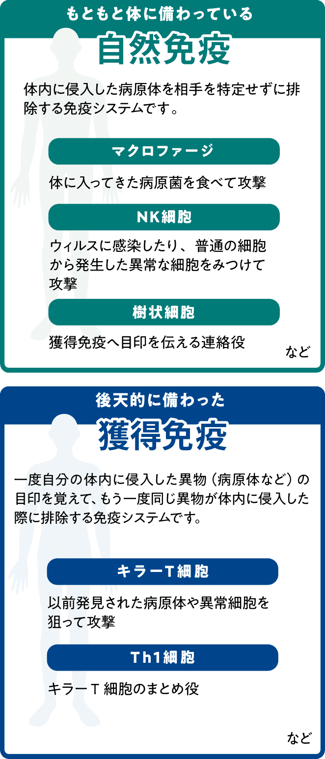 免疫システムの働きの図