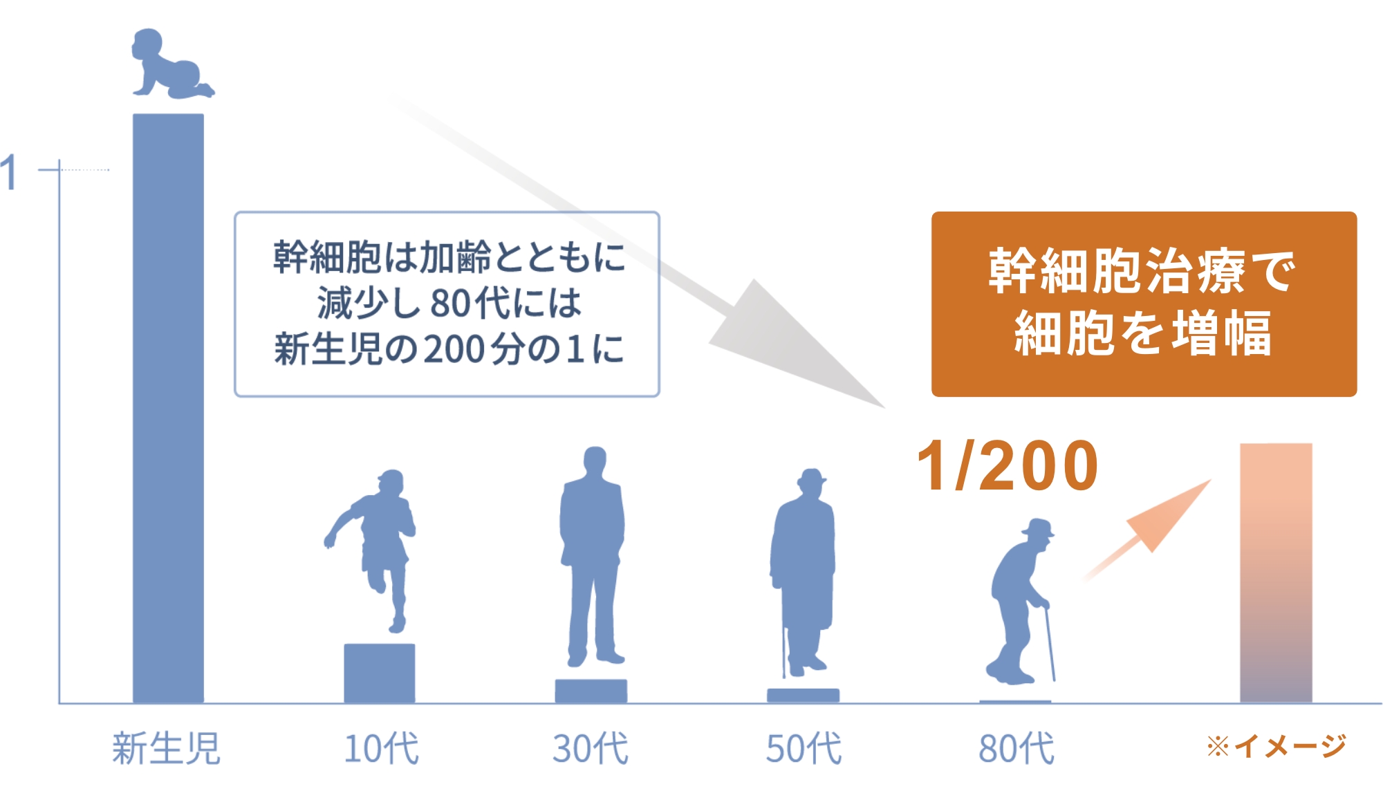 幹細胞治療で細胞を増幅のイメージ図