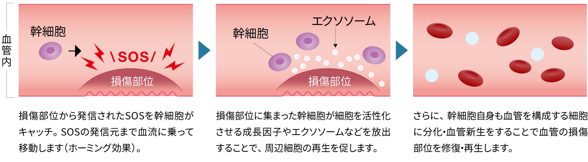 幹細胞が損傷した部位の修復・再生する流れの図