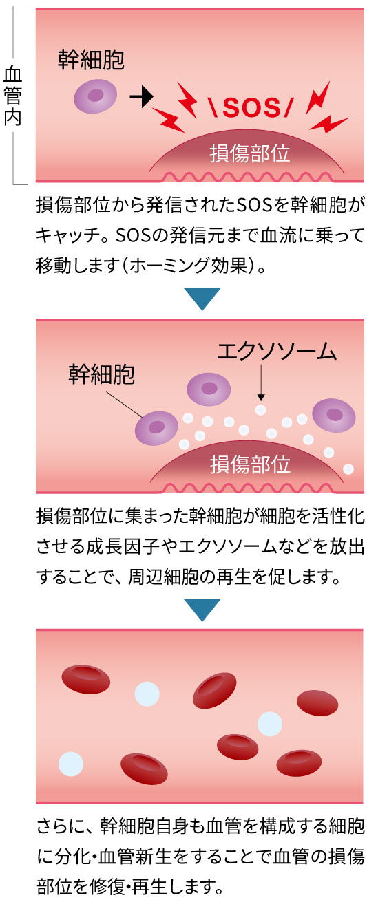 幹細胞が損傷した部位の修復・再生する流れの図