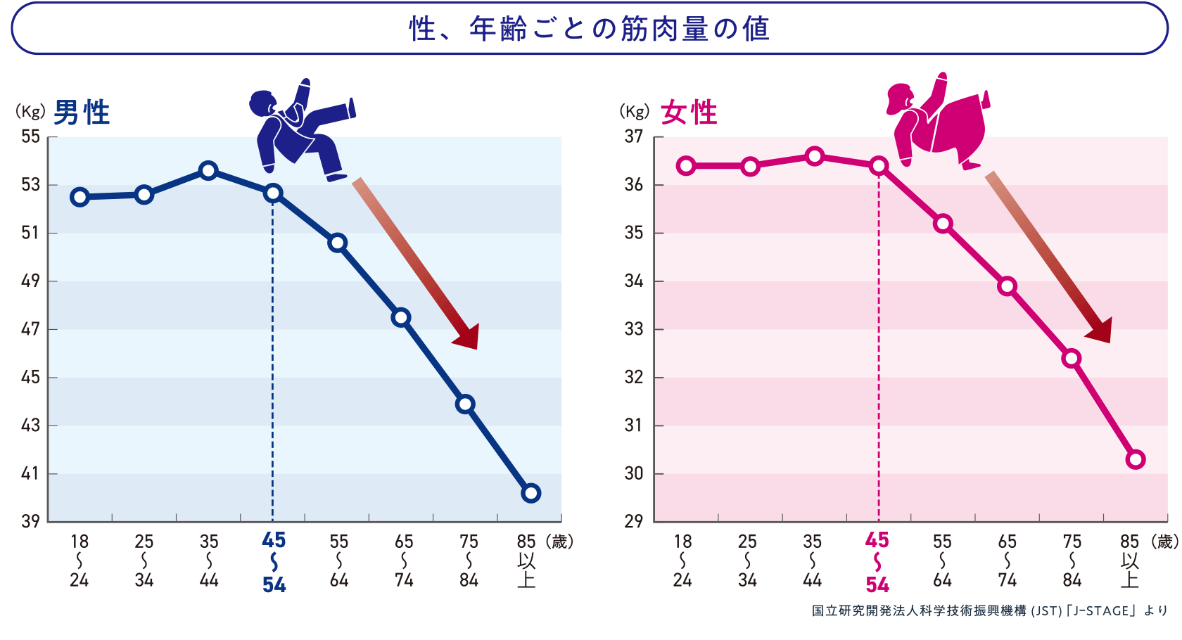 性、年齢ごとの筋肉量の値グラフ