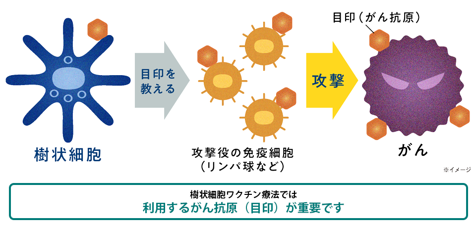 樹状細胞ワクチン療法によるがん治療イメージ