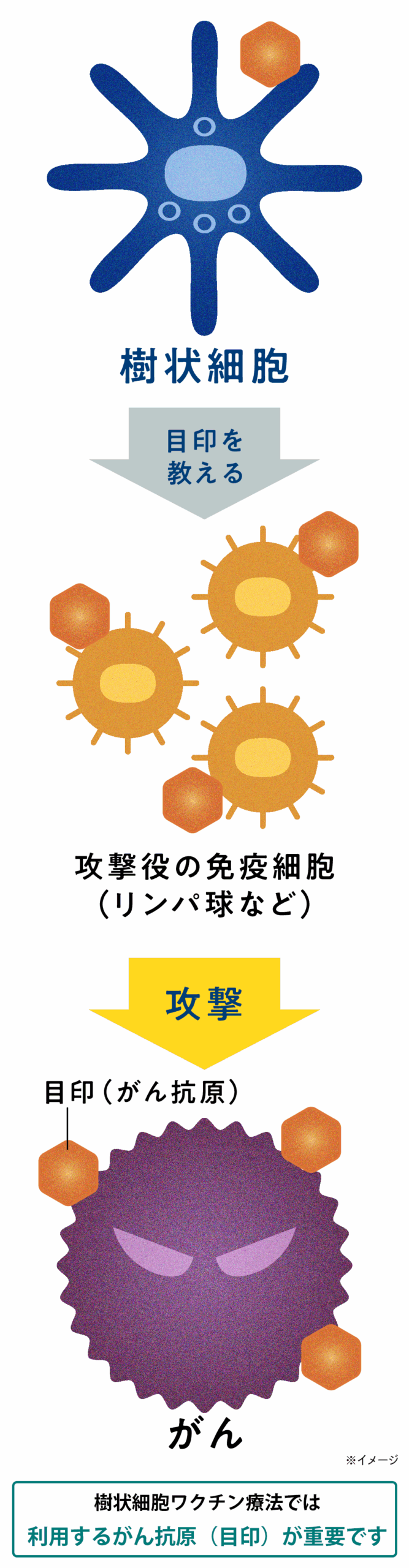 樹状細胞ワクチン療法によるがん治療イメージ