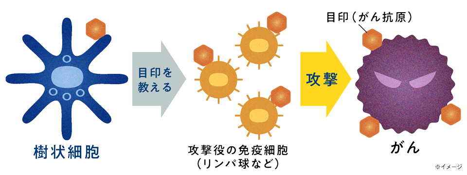 樹状細胞ワクチン療法によるがん治療の画像