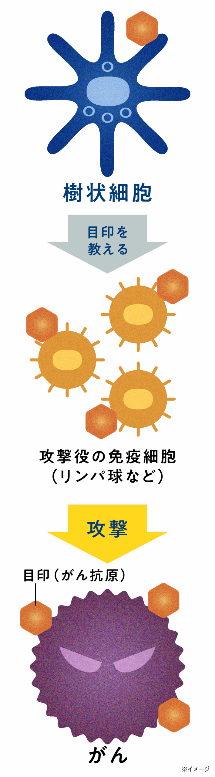 樹状細胞ワクチン療法によるがん治療イメージ