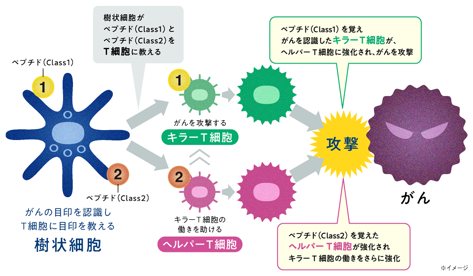 WT1樹状細胞ワクチン療法イメージ