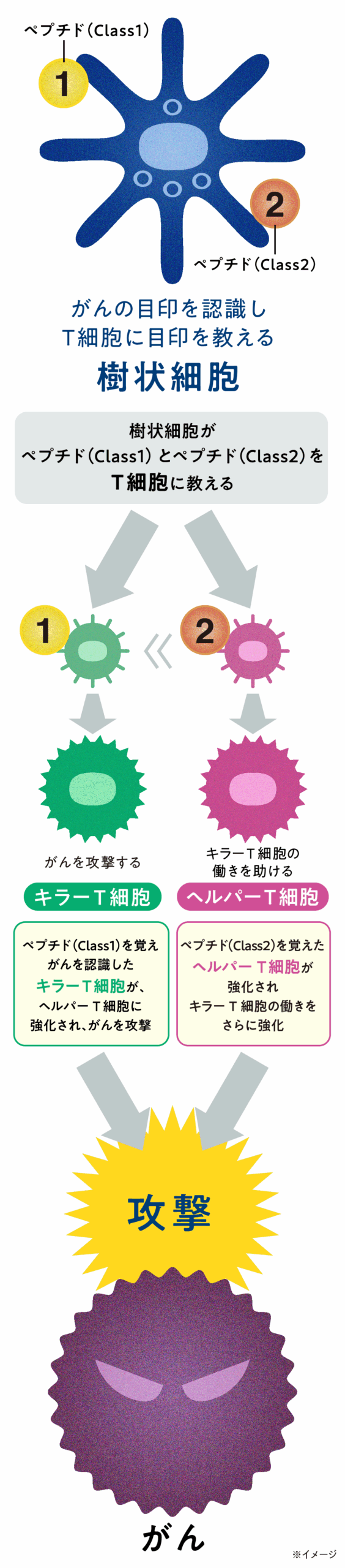 WT1樹状細胞ワクチン療法イメージ