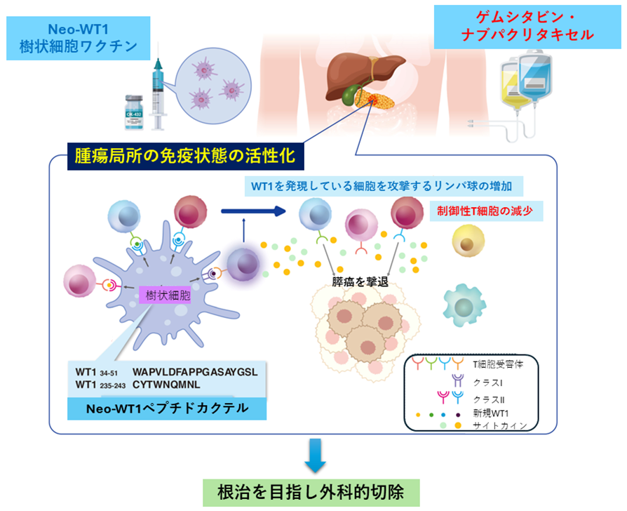 WT1樹状細胞ワクチンと化学療法が腫瘍微小環境を変えるしくみの画像